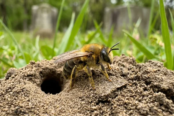 A solitary mining bee emerging from a small hole in undisturbed sandy soil.