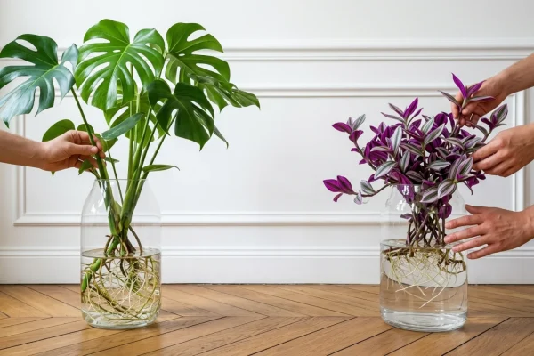 Une bouture de Monstera plongeant ses racines dans un vase en verre rempli d'eau claire sur une étagère lumineuse.
