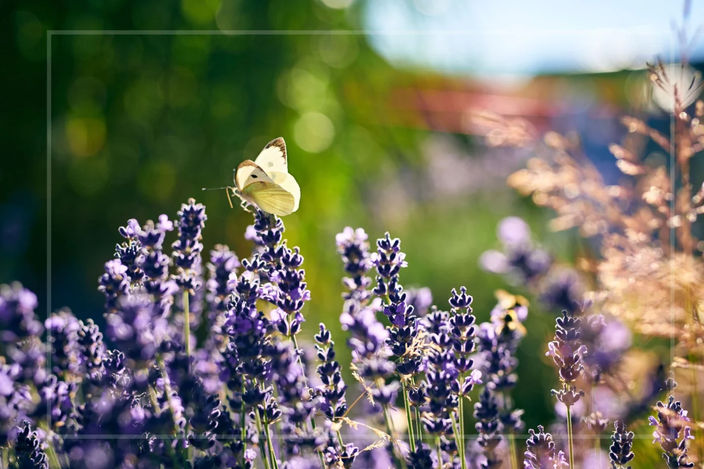 A butterfly lands on lavender plants