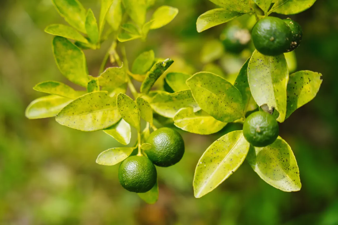 A close-up of green citrus fruits growing on a tree