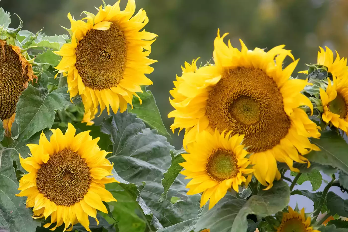 Annual sunflowers growing in a garden