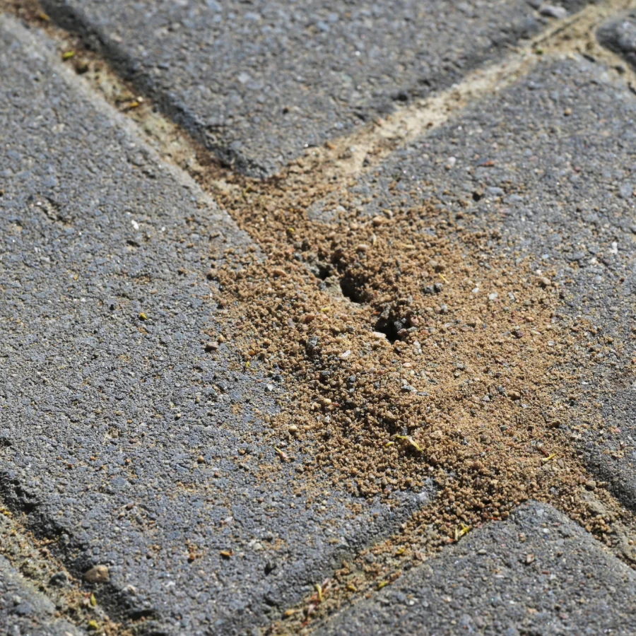 ant hole on sandy brick pavement.