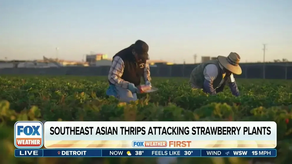 Assistant Professor of Strawberry and Small Fruit Crops Entomology at University of Florida Sriyanka Lahiri explains that strawberry growers in Florida have been battling an invasive pest since 2015. If the insect isn