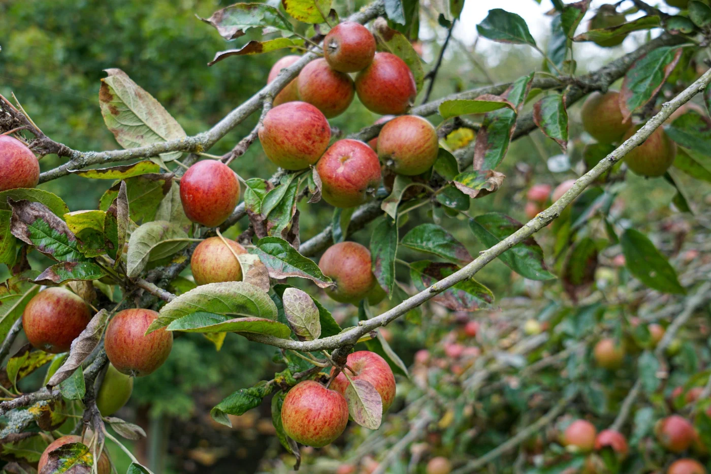 beautiful ripe red and pink apples hanging on tree branches with fresh green leaves in an apple orchard during autumn in october in england, suffolk