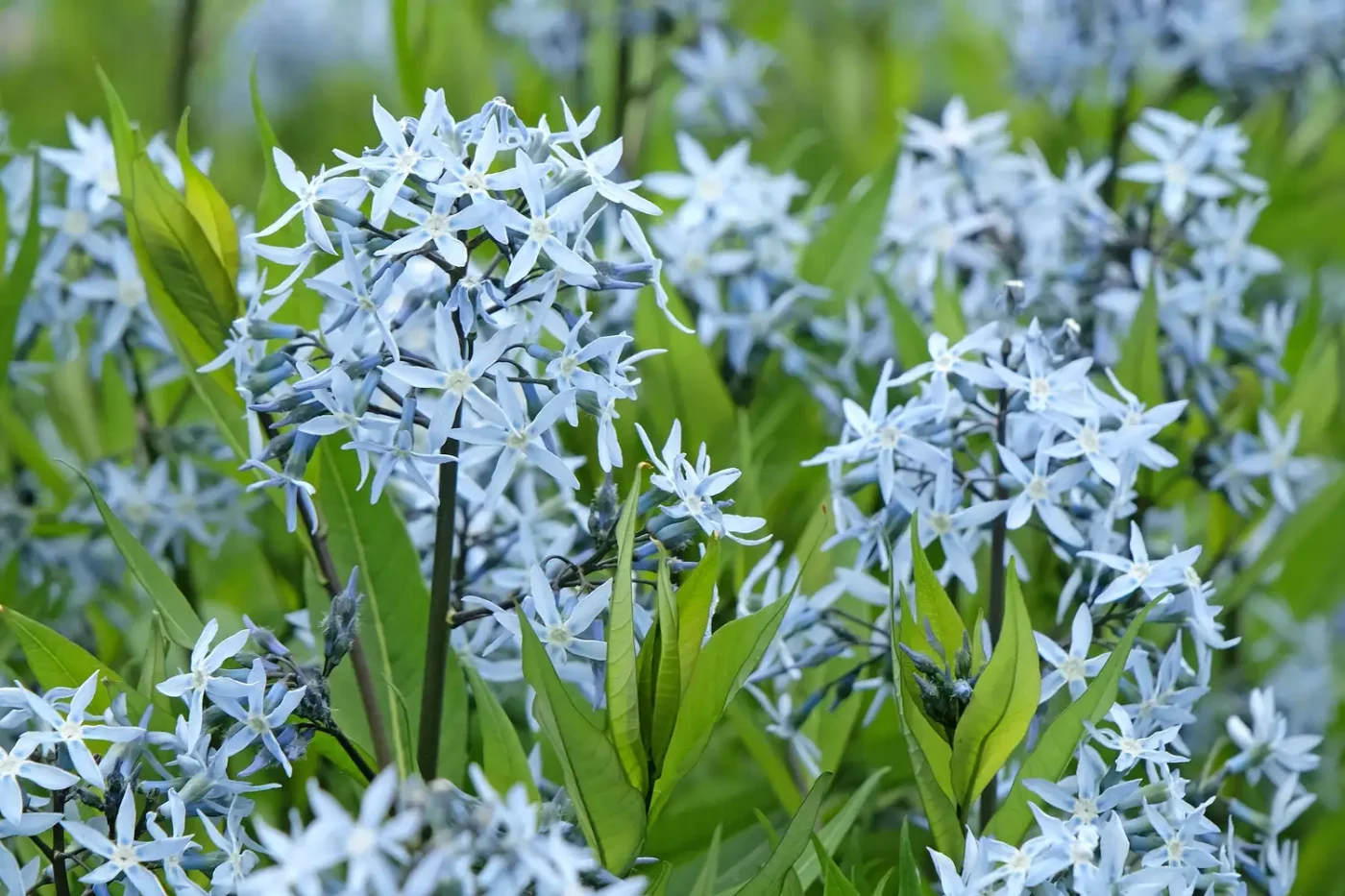 Blue star flower