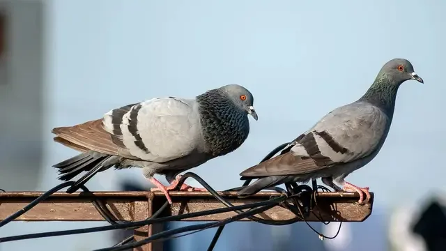 Burung merpati jadi salah satu hewan paling setia di dunia (pixabay)