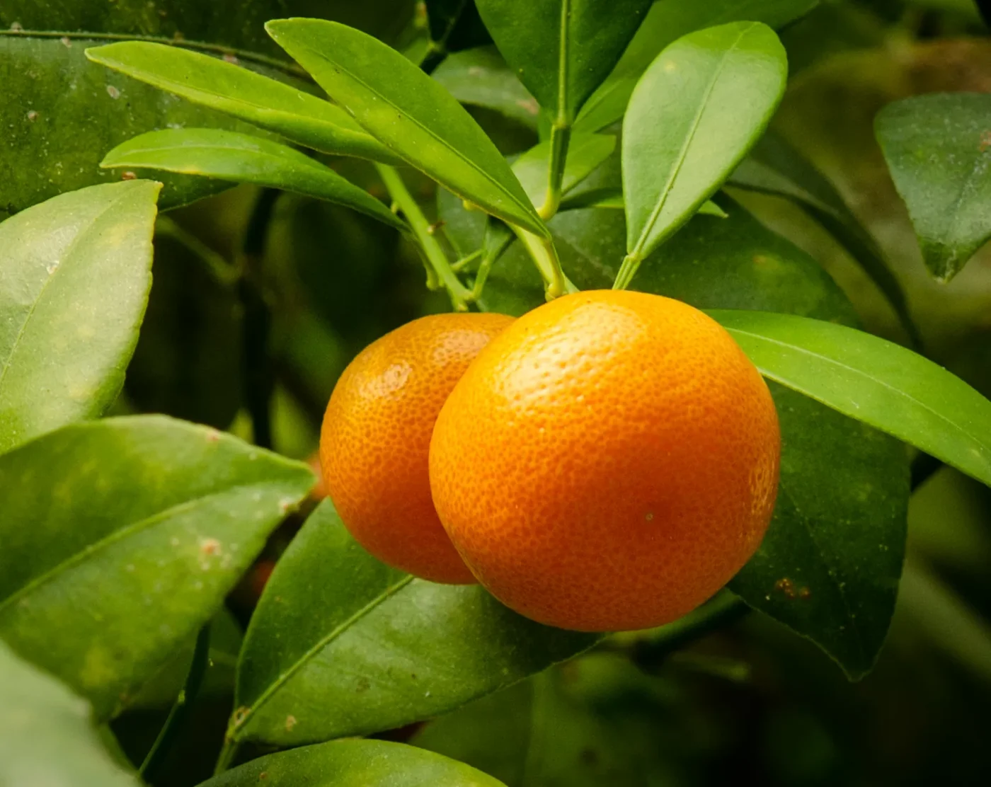 calamondin orange