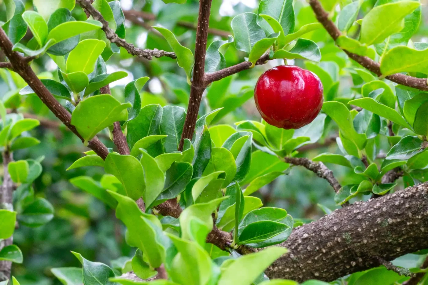 cherry tree growing in yard