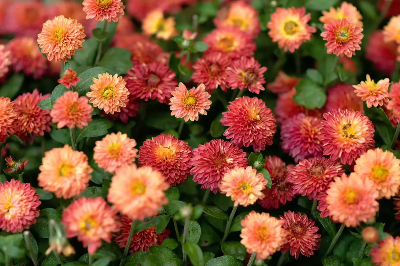 Close up of chrysanthemums