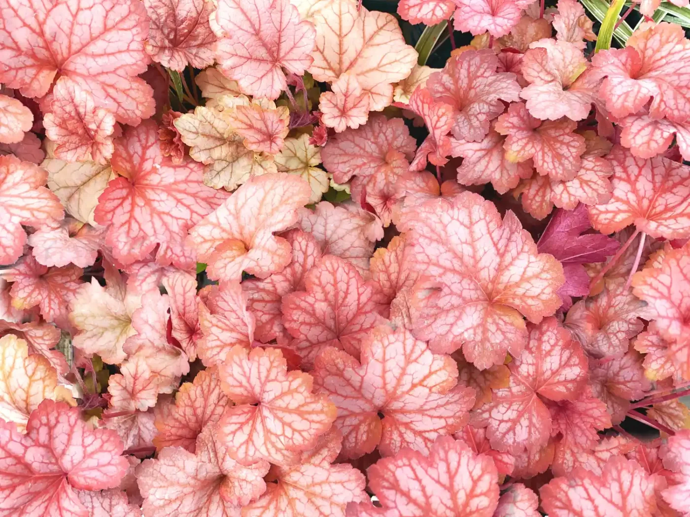 Close up of coral bells