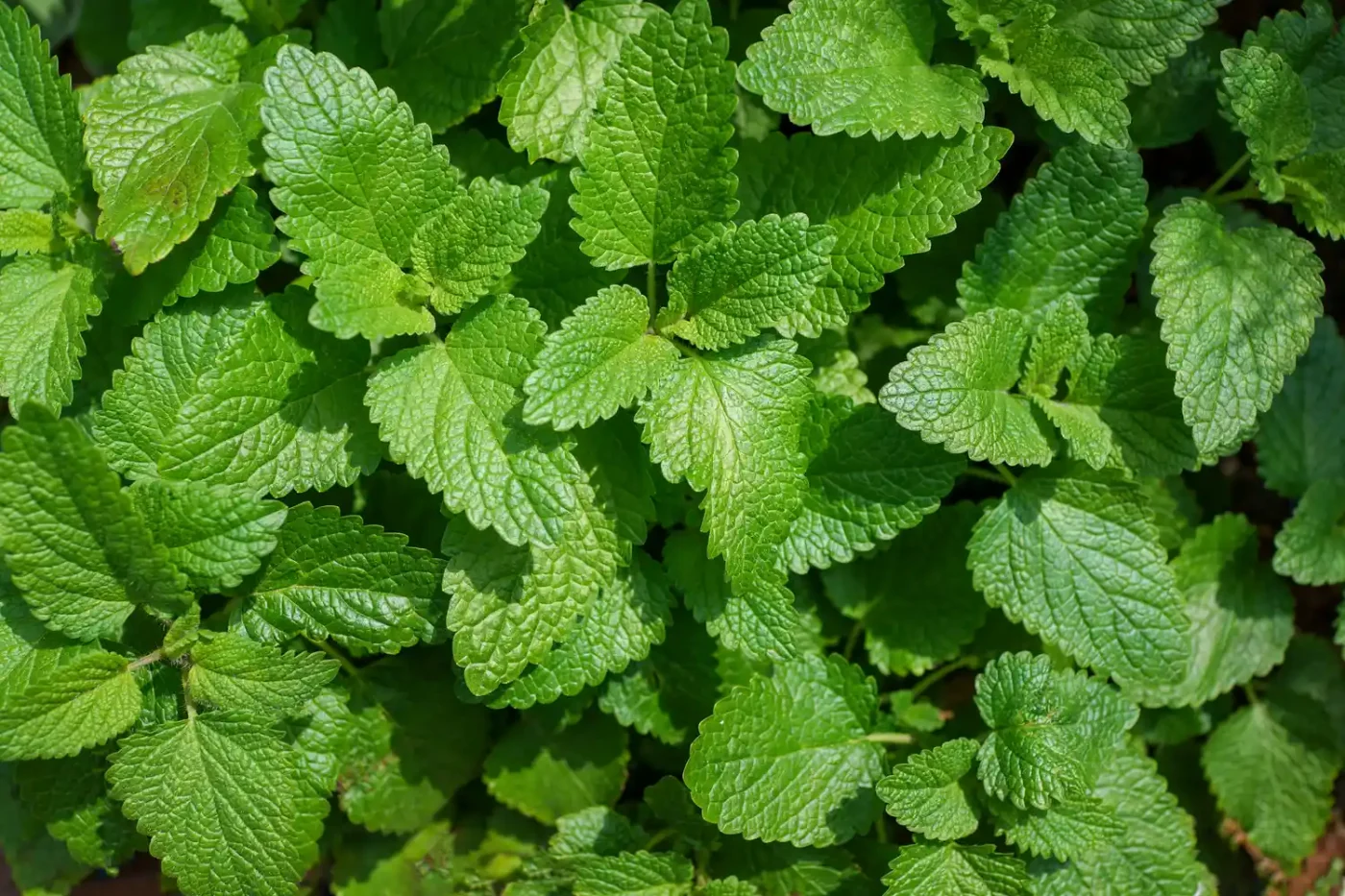 Close up of lemon balm