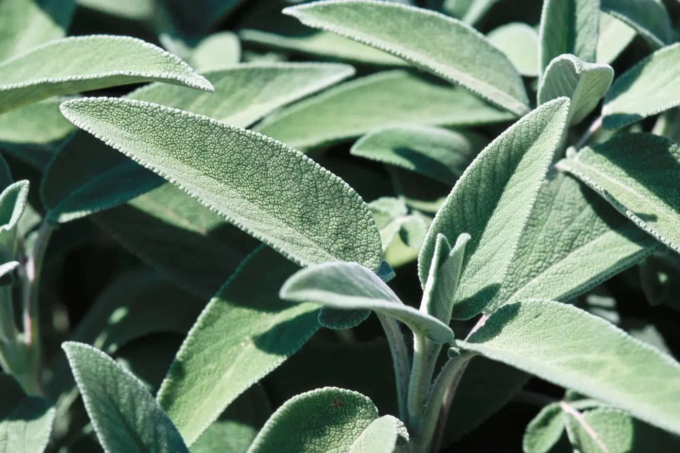 Close up of sage