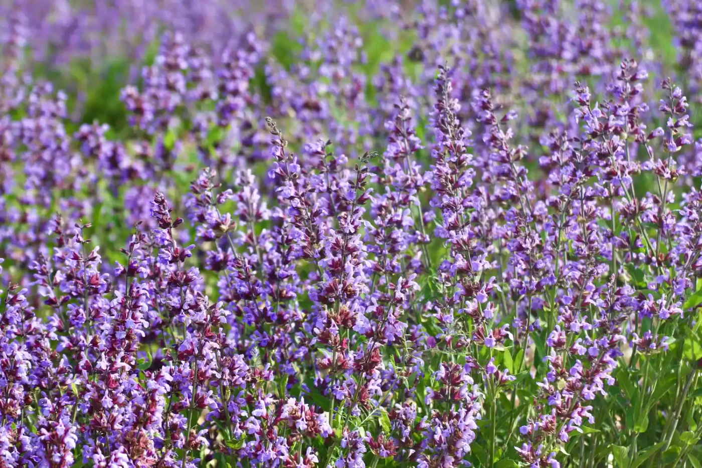 Close up of salvia