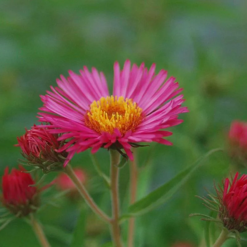 Common New England Aster