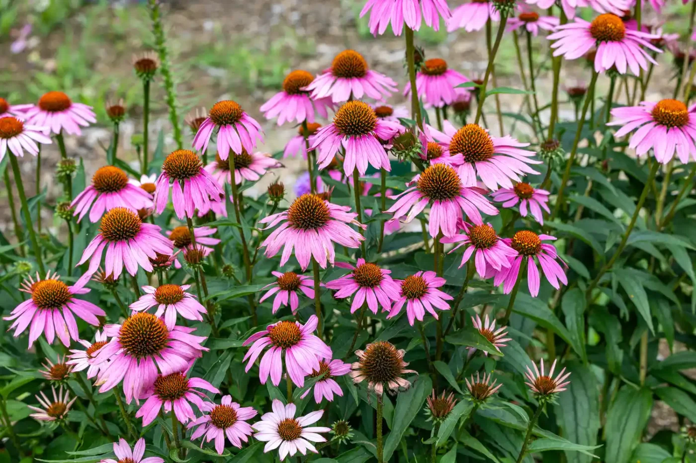 Coneflower in a garden