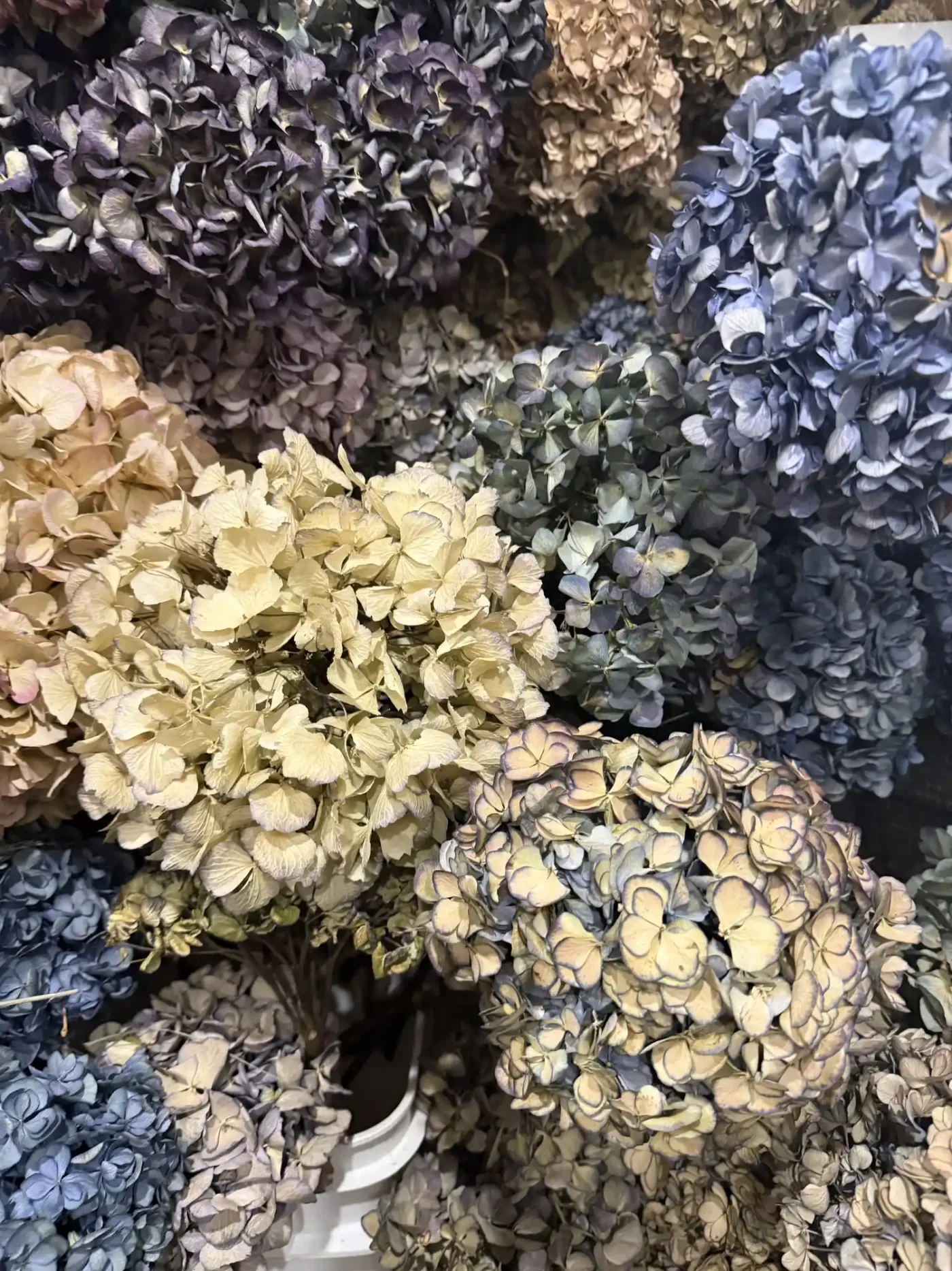 dried hydrangeas in Easton, MD