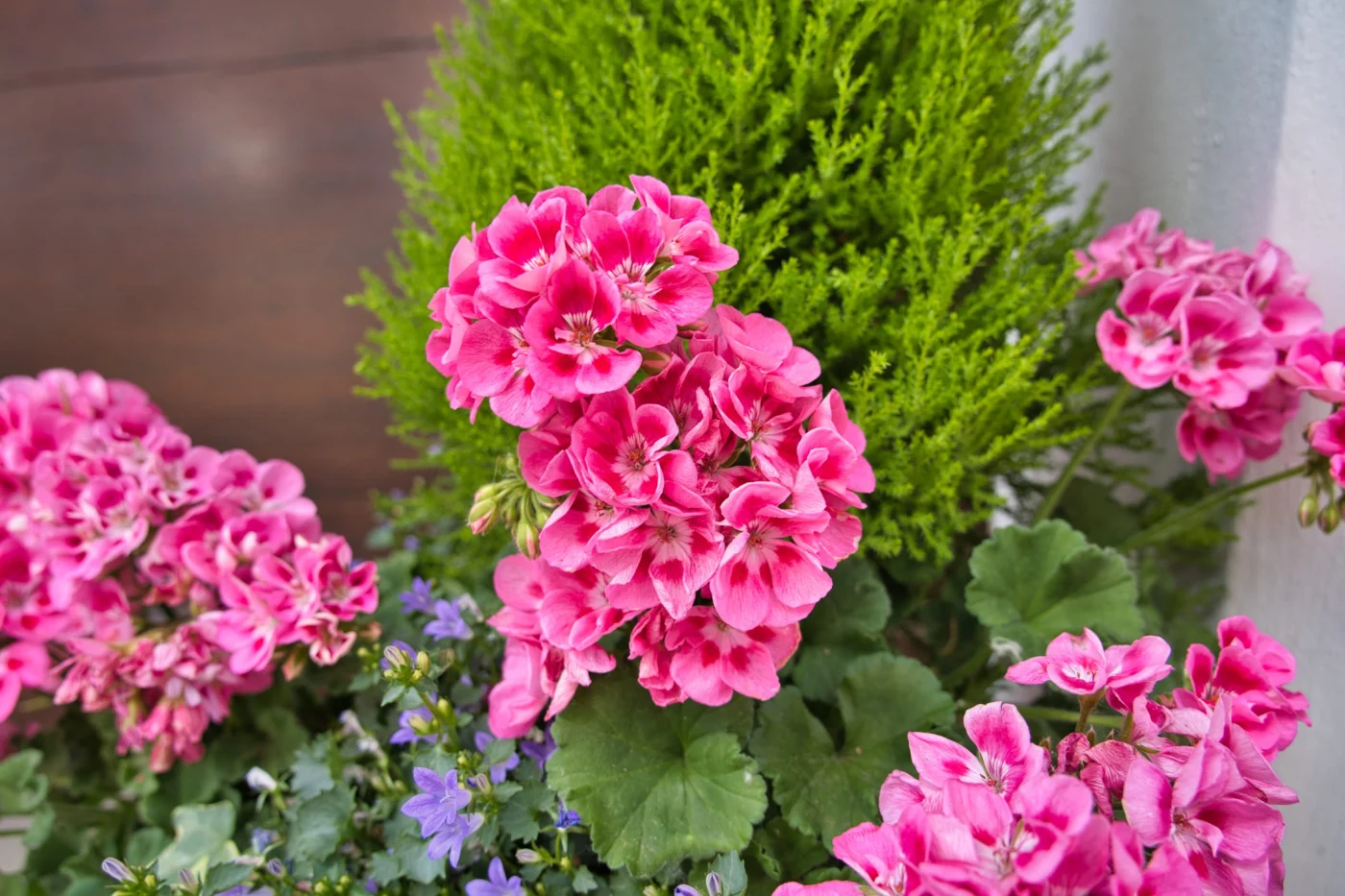 drought tolerant plants
