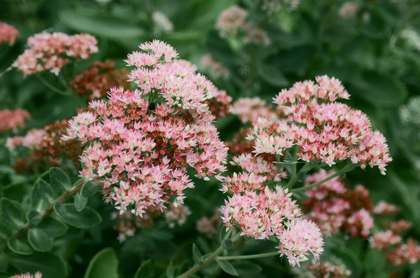 drought tolerant plants