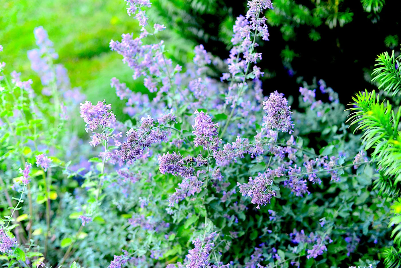 drought tolerant plants