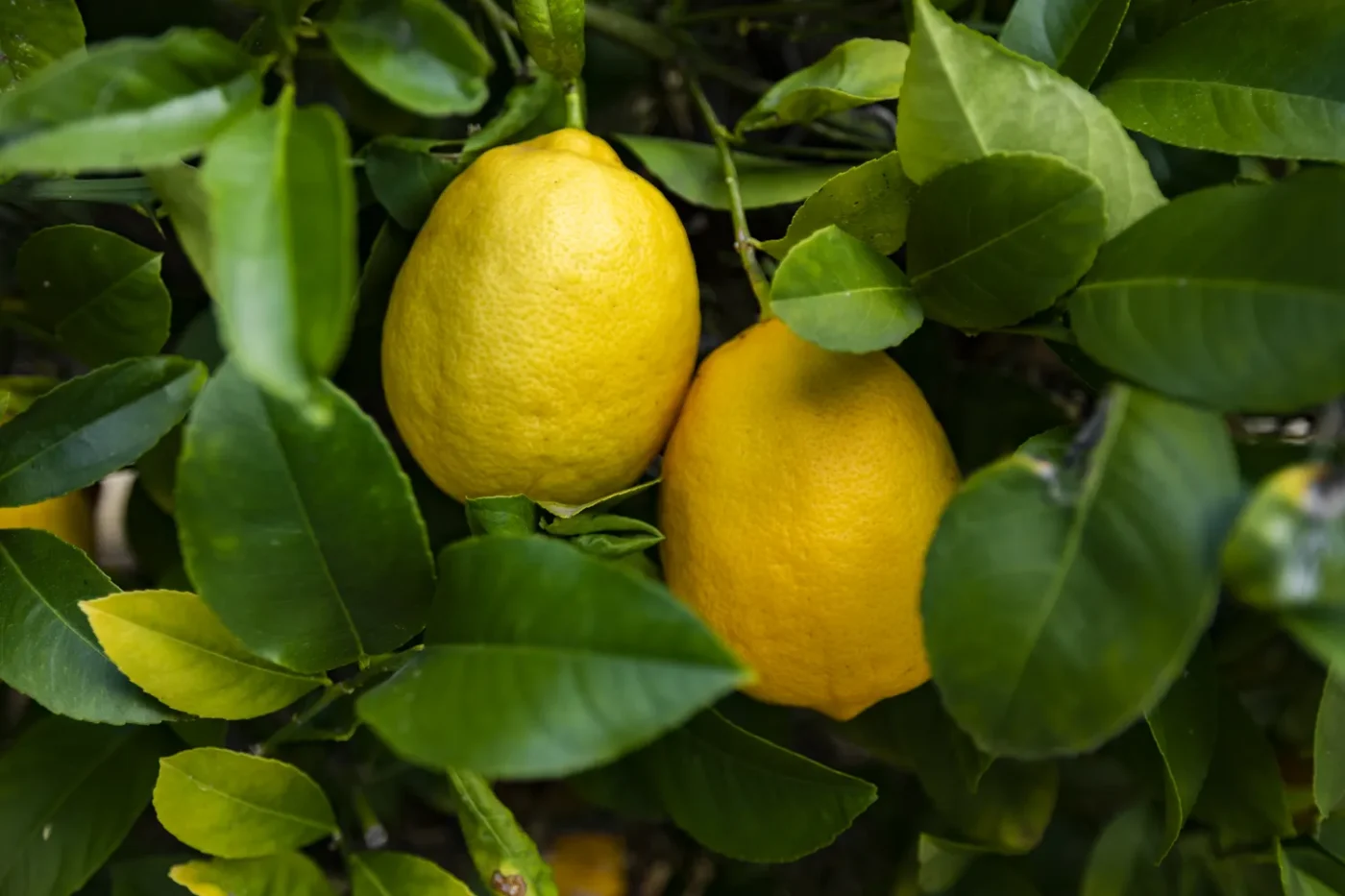 dwarf meyer lemon tree