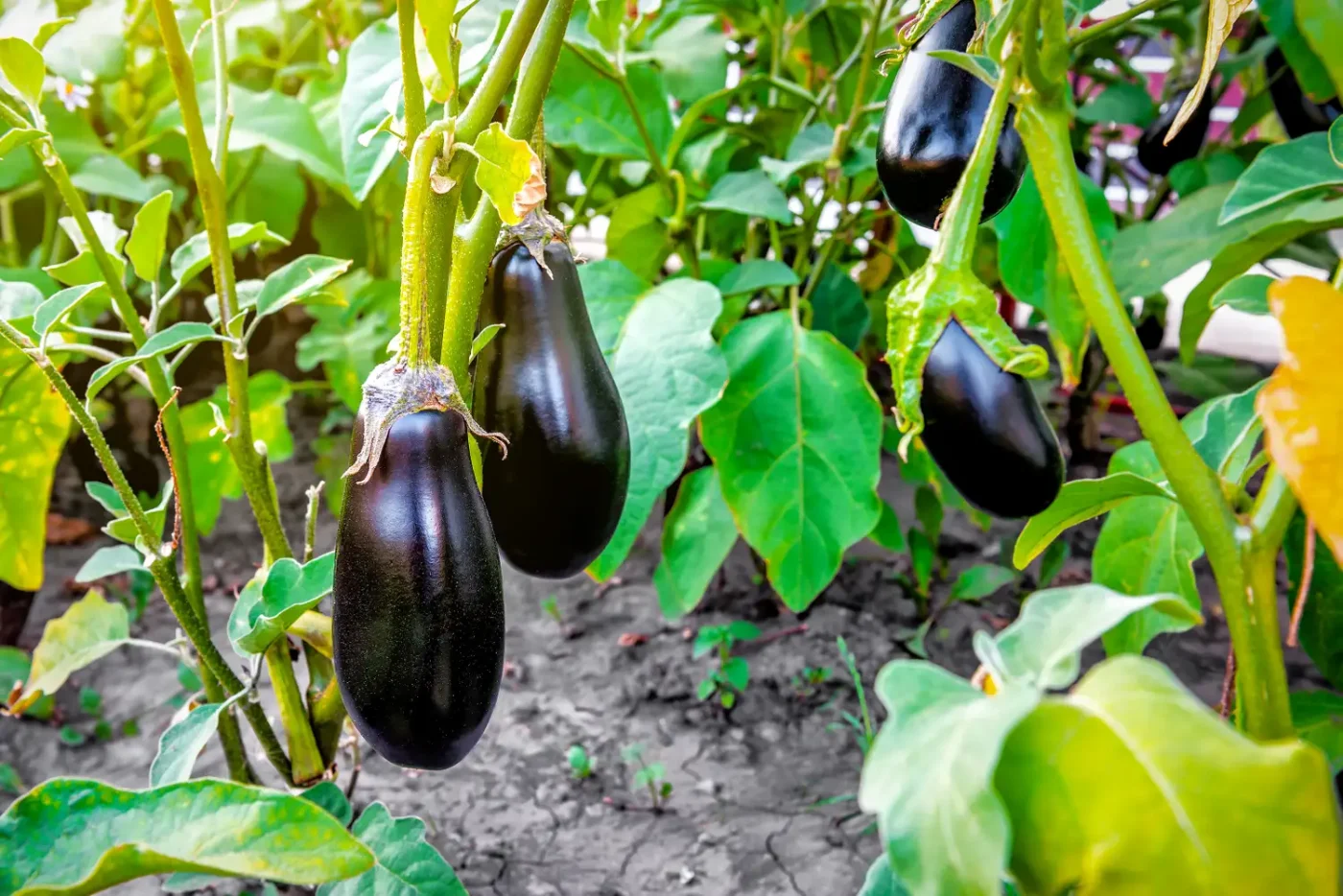 Eggplants in garden