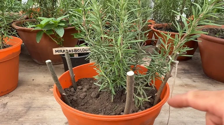 El jardinero experto recomendó abrir las ramas para permitir la entrada de luz solar y la circulación de aire. Foto: Captura YouTube MiradasBiologicas