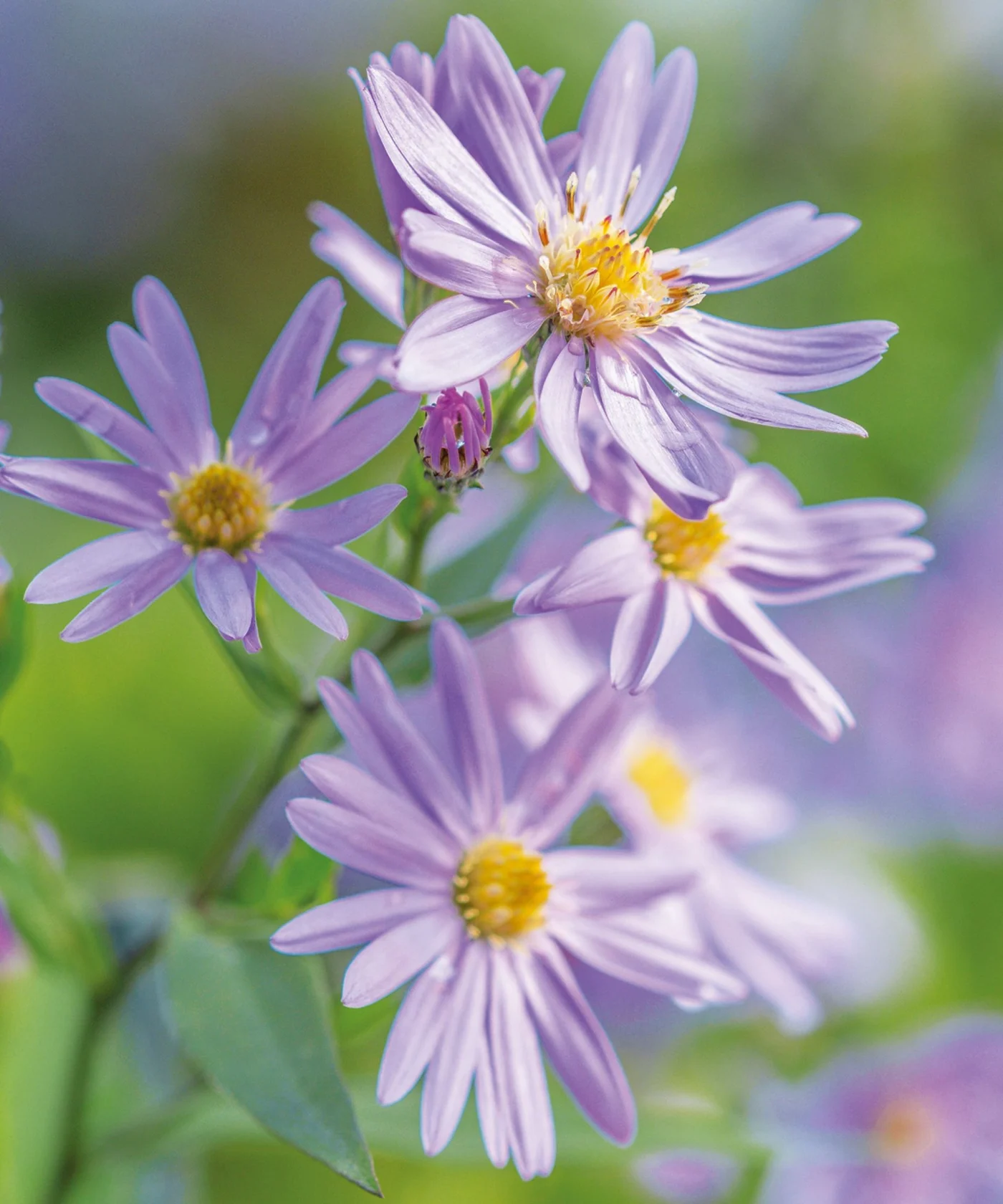 Fall aster flowers