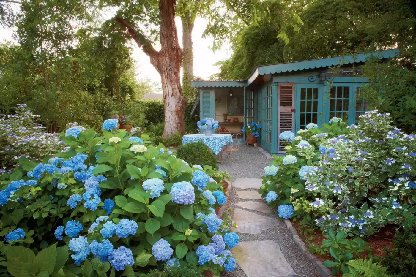 French Hydrangeas