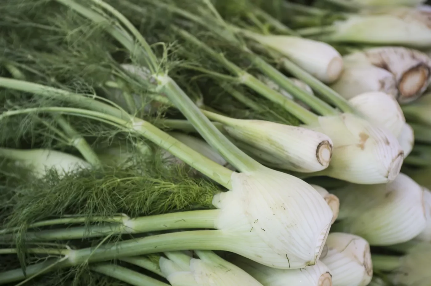 fresh fennel bulbs
