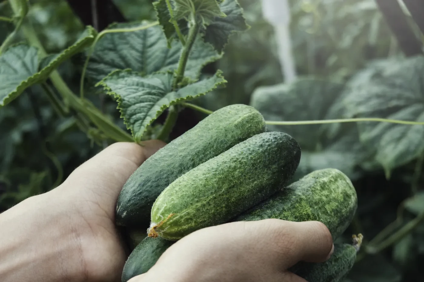 Freshly picked cucumber plant