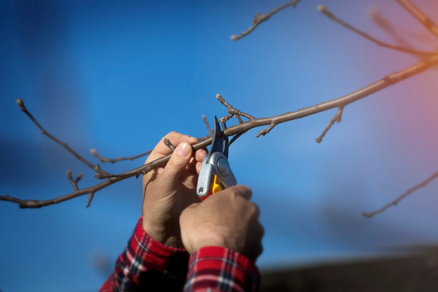 gaerdener with scissors in his hand and cutting trees. spring work in the garden. a man has wearing red shirt.
