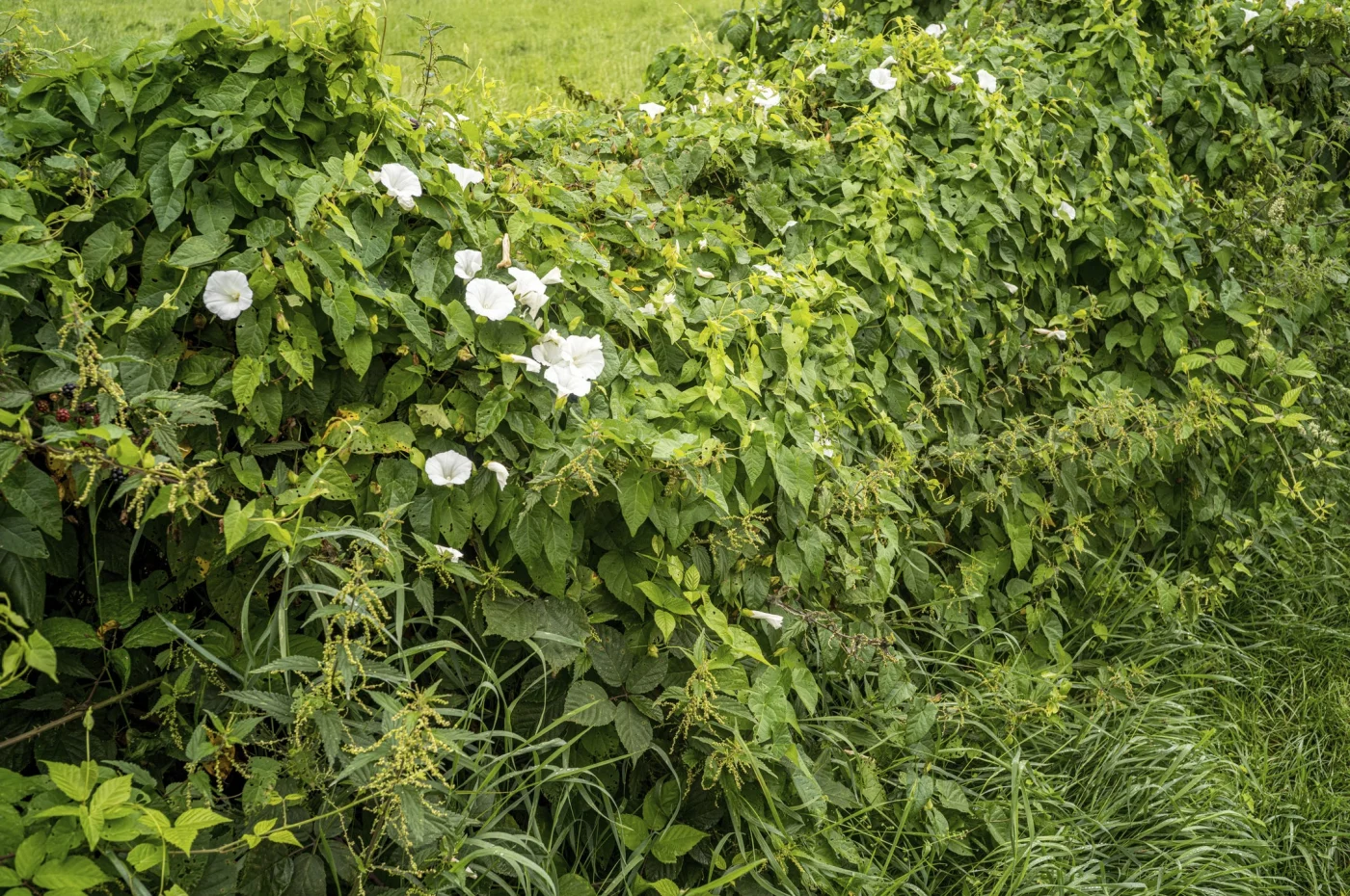 Green vine with white flowers growing over a fence in a field.