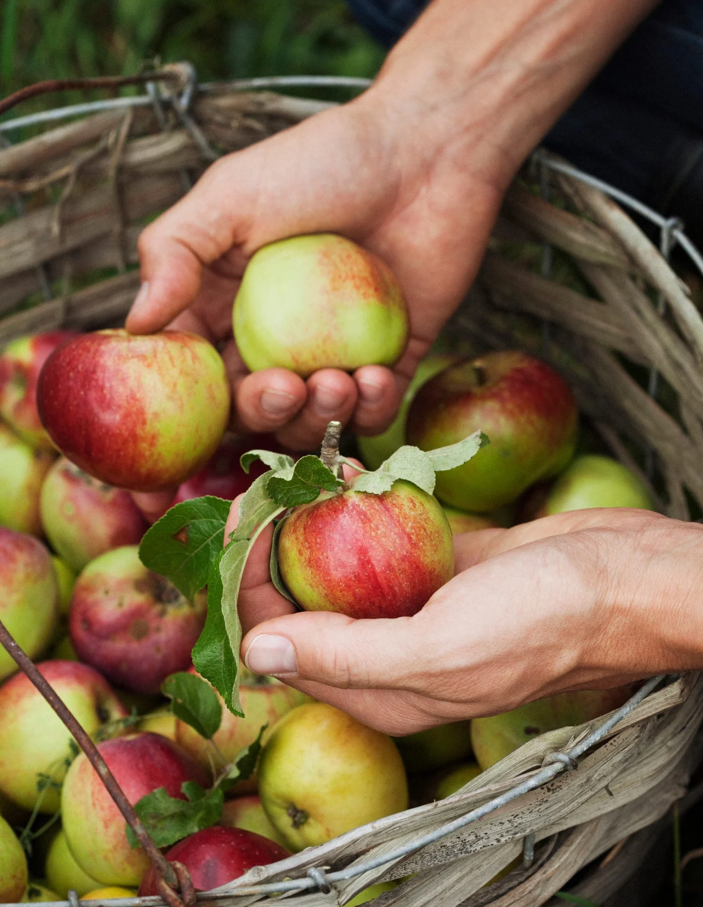 Hands holding apples over a basket filled with more apples.