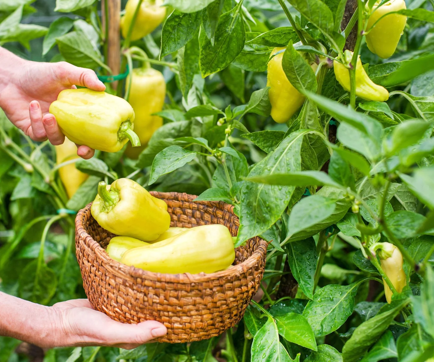 harvesting yellow bell peppers from plants and collecting in wicker basket