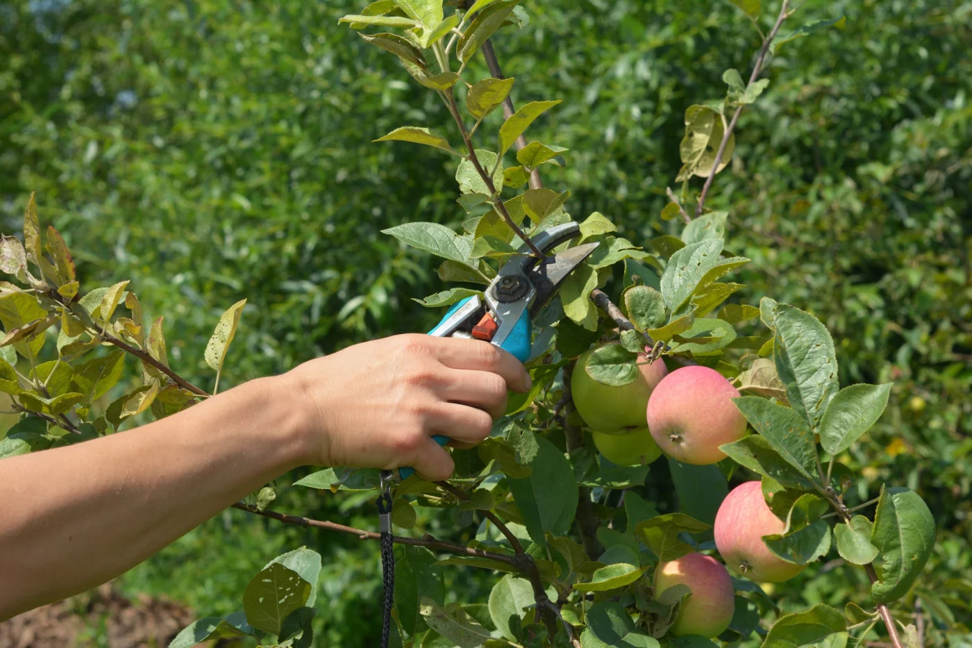 how to prune apple trees in summer, to ensure a good crop the following year. gardener pruning apple trees in summer.