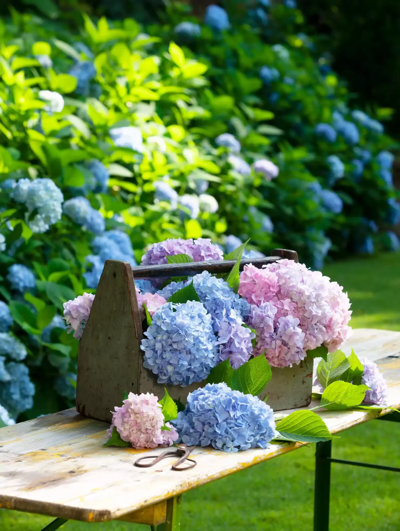 Hydrangea bloom cuttings on table in garden