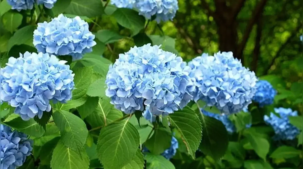 Hydrangeas
