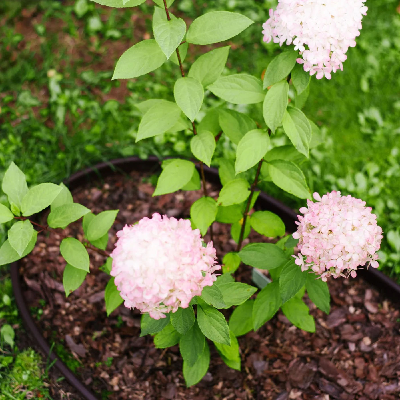 hydrangeas in border with mulch