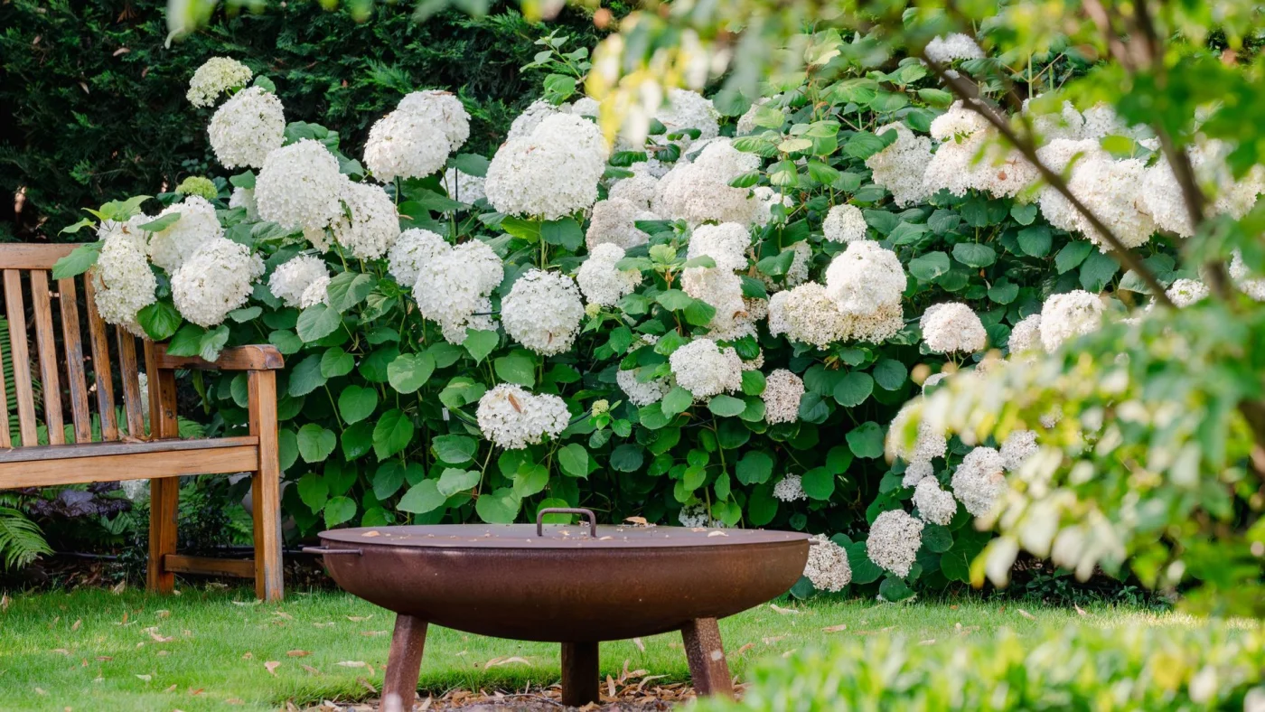 hydrangeas in garden border
