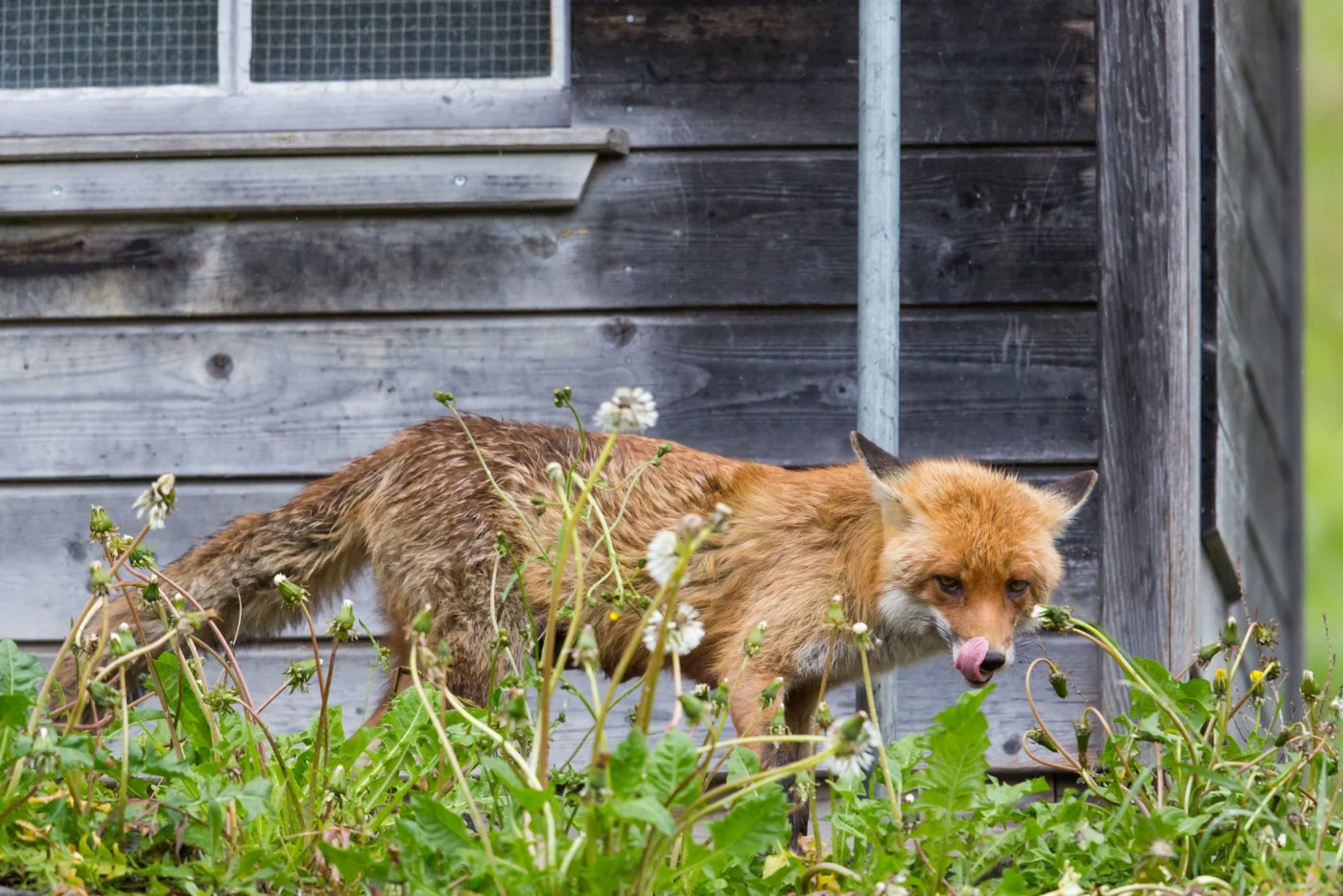 Ils reviennent en force : ce simple détail peut sauver vos poules d’une attaque de renard