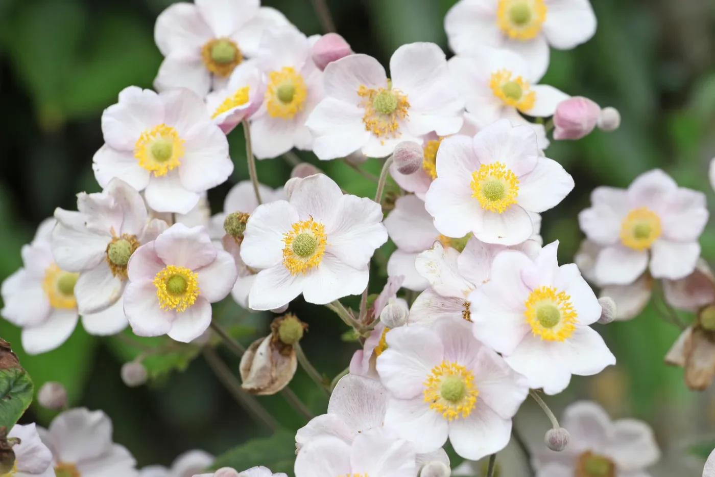 Japanese anemone flowers