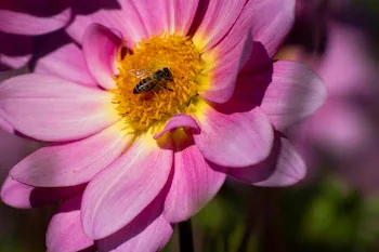 La dahlia se adelanta bajo techo a fines del invierno en zonas templadas y florece desde mediados de julio hasta las primeras heladas (Reuters)