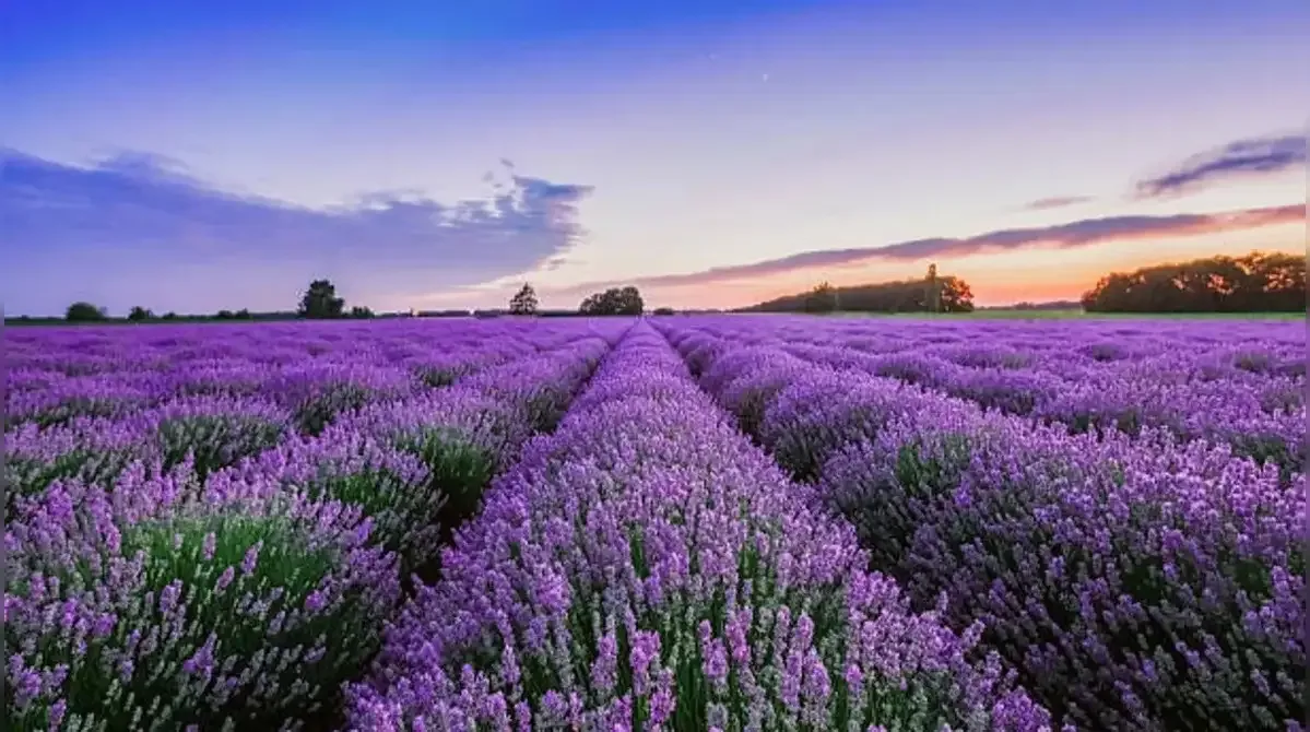 Lavender