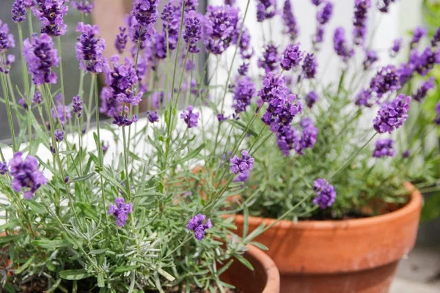 lavender in pots