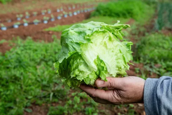 Man's hand holding iceberg lettuce outside on a farm