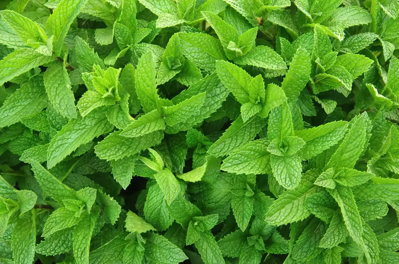Mint Growing in Garden
