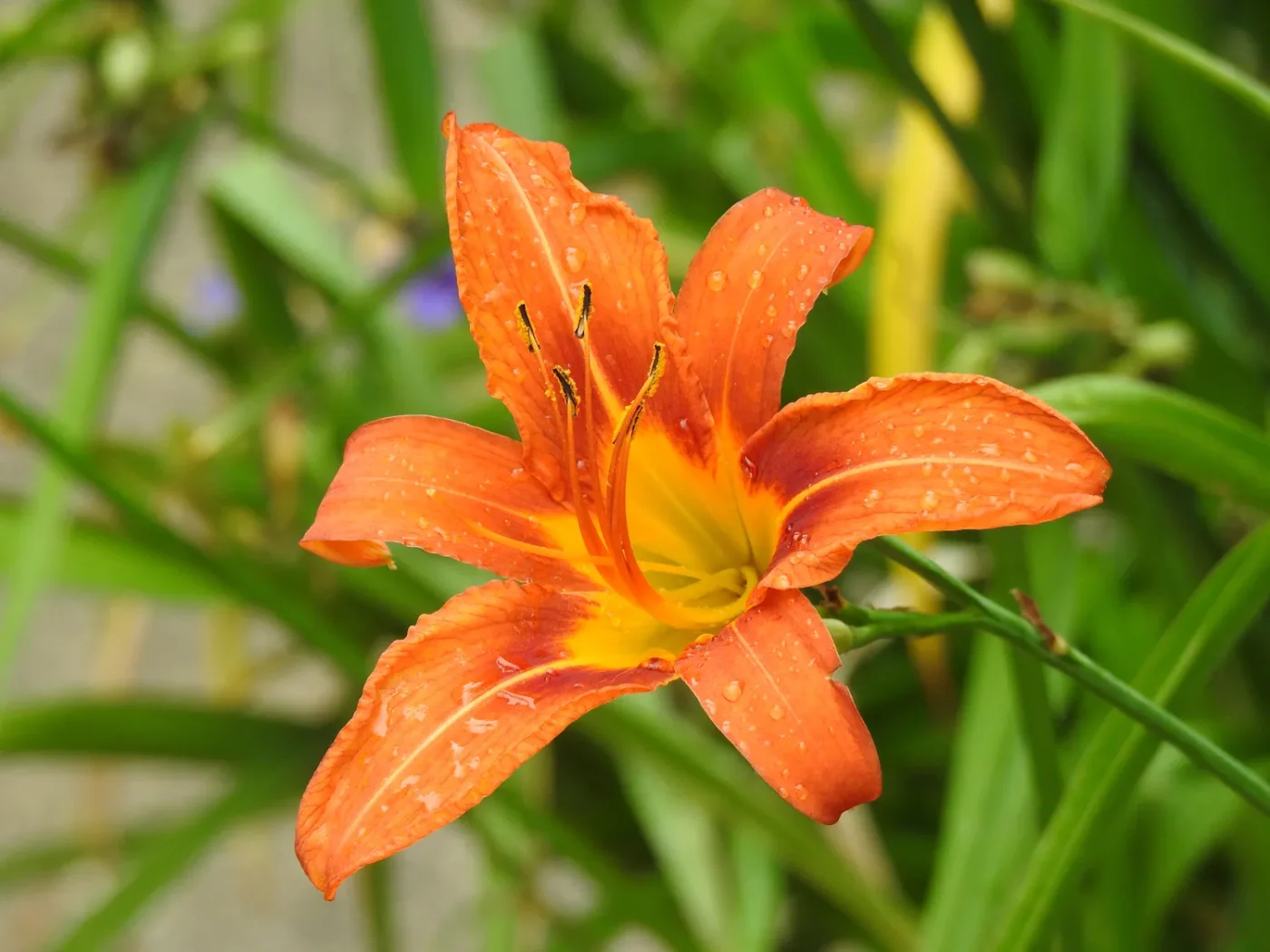 Orange daylily