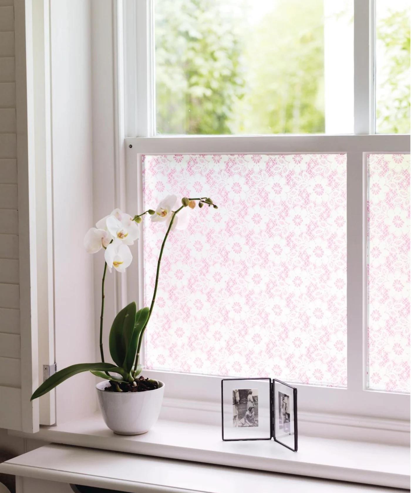 Orchid on windowsill