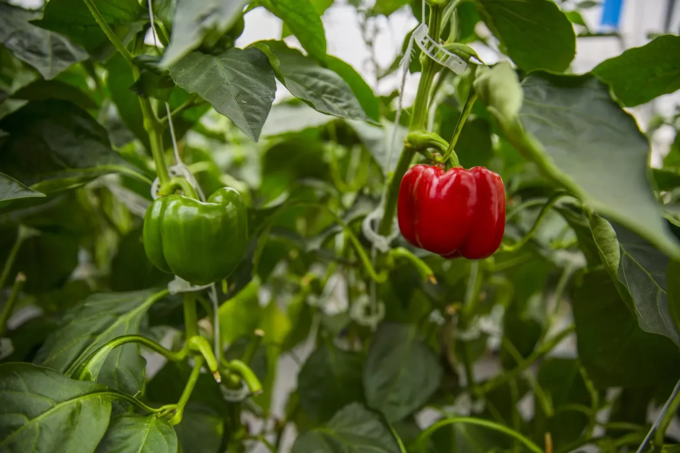 Pepper plant