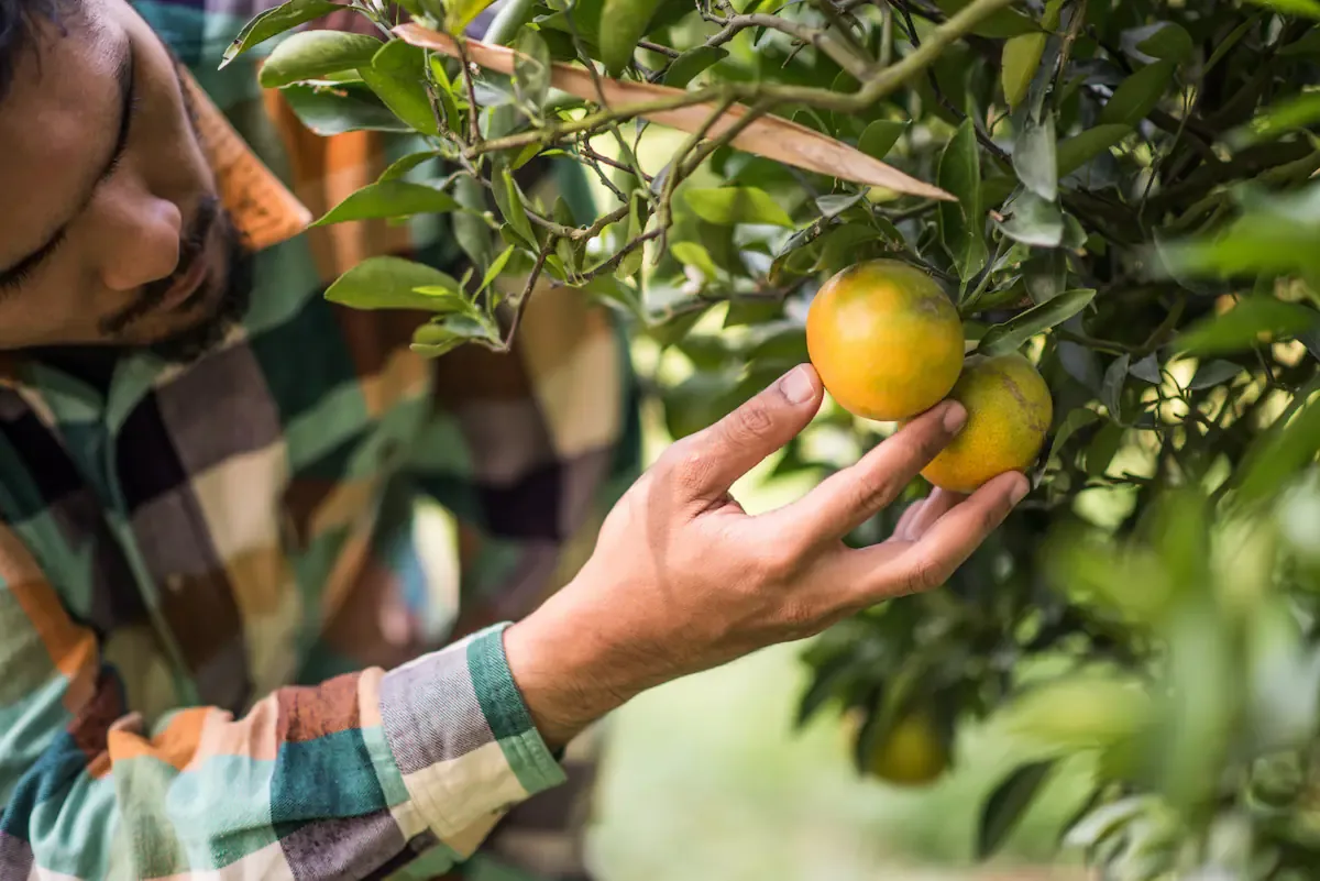 Perfecto para casas pequeñas: el árbol que da frutos todo el año, es fácil de cuidar y no levanta raÃces